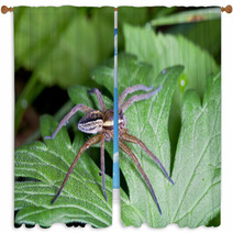Raft Spider, Dolomedes Fimbriatus On A Green Leaf Window Curtains 72418463
