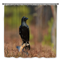 Raven (corvus Corax) On Branch In The Bog Bath Decor 96062151