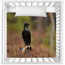 Raven (corvus Corax) On Branch In The Bog Nursery Decor 96062151