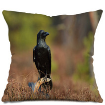 Raven (corvus Corax) On Branch In The Bog Pillows 96062151