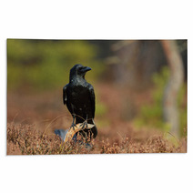 Raven (corvus Corax) On Branch In The Bog Rugs 96062151