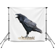 Raven Screaming On White Background Backdrops 67259273