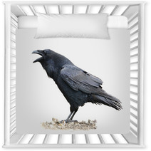 Raven Screaming On White Background Nursery Decor 67259273