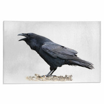 Raven Screaming On White Background Rugs 67259273