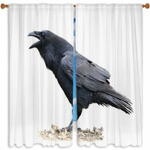 Raven Screaming On White Background Window Curtains 67259273