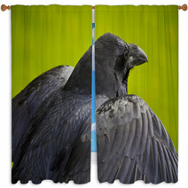 Raven. Window Curtains 89715891