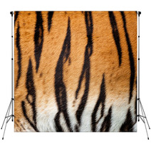 Real Live Tiger Fur Stripe Pattern Background Backdrops 44789361