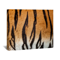 Real Live Tiger Fur Stripe Pattern Background Wall Art 44789361