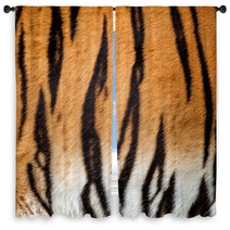 Real Live Tiger Fur Stripe Pattern Background Window Curtains 44789361