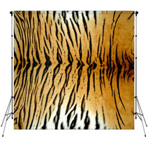 Real Tiger Skin Backdrops 28397747
