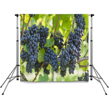 Red Bunch Of Grapes In The Vineyard Backdrops 56923977