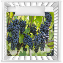 Red Bunch Of Grapes In The Vineyard Nursery Decor 56923977