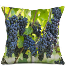 Red Bunch Of Grapes In The Vineyard Pillows 56923977