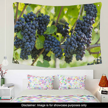 Red Bunch Of Grapes In The Vineyard Wall Art 56923977