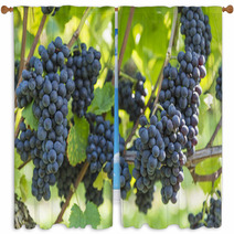 Red Bunch Of Grapes In The Vineyard Window Curtains 56923977