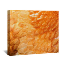 Red Chicken Feathers Close-Up Wall Art 50071388