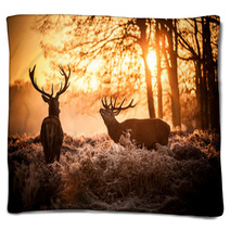 Red Deer In Morning Sun. Blankets 65543107