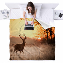 Red Deer In Morning Sun Blankets 65543128