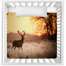 Red Deer In Morning Sun Nursery Decor 65543128