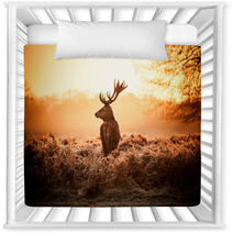 Red Deer In Morning Sun Nursery Decor 65543404