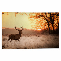 Red Deer In Morning Sun Rugs 65543128