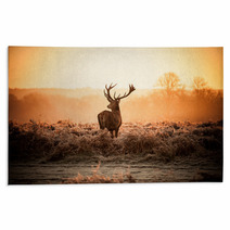 Red Deer In Morning Sun Rugs 65543373