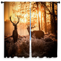 Red Deer In Morning Sun. Window Curtains 65543107