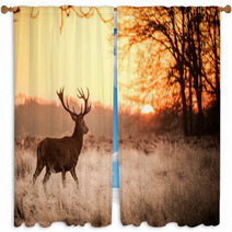 Red Deer In Morning Sun Window Curtains 65543128