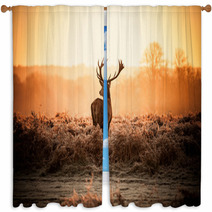 Red Deer In Morning Sun Window Curtains 65543373