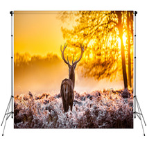 Red Deer In The Morning Sun Backdrops 56996047