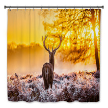 Red Deer In The Morning Sun Bath Decor 56996047