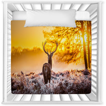 Red Deer In The Morning Sun Nursery Decor 56996047