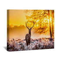 Red Deer In The Morning Sun Wall Art 56996047