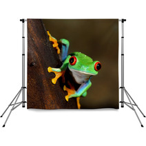Red Eye Frog Poisonous Amphibian In A Tree Backdrops 51622727