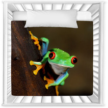 Red Eye Frog Poisonous Amphibian In A Tree Nursery Decor 51622727