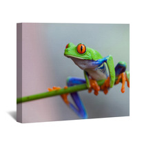 Red Eye Frog Wall Art 60253596