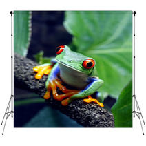 Red Eyed Tree Frog Backdrops 34031112