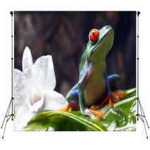 Red-eyed Tree Frog Backdrops 34031590