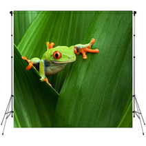 Red Eyed Tree Frog Backdrops 43075717