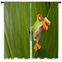 Red Eyed Tree Frog Peeping Window Curtains 43998822