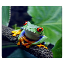 Red Eyed Tree Frog Rugs 34031112