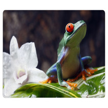 Red-eyed Tree Frog Rugs 34031590