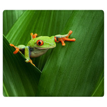Red Eyed Tree Frog Rugs 43075717