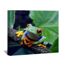 Red Eyed Tree Frog Wall Art 34031112