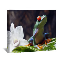Red-eyed Tree Frog Wall Art 34031590