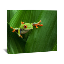 Red Eyed Tree Frog Wall Art 43075717