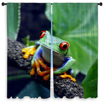 Red Eyed Tree Frog Window Curtains 34031112