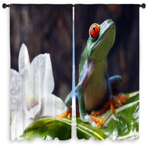 Red-eyed Tree Frog Window Curtains 34031590