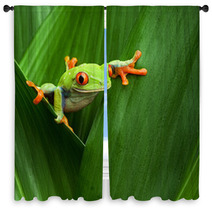 Red Eyed Tree Frog Window Curtains 43075717