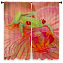 Red eyed Treefrog Agalychnis Callidryas Window Curtains 47837495